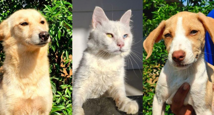 Prefeitura realiza evento de adoção de animais neste sábado no Santuário
