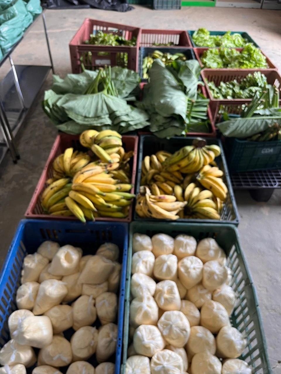 50 famílias são contempladas com o Programa de Aquisição de Alimentos em Alfredo Chaves